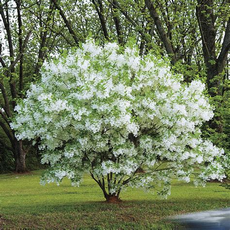 flowering tree identification